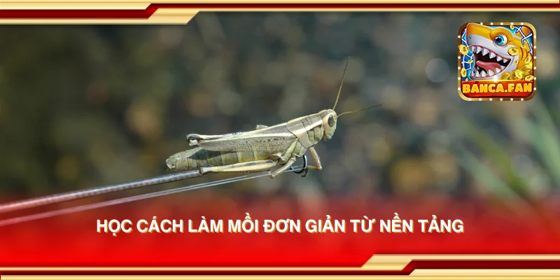 Học cách làm mồi đơn giản từ nền tảng