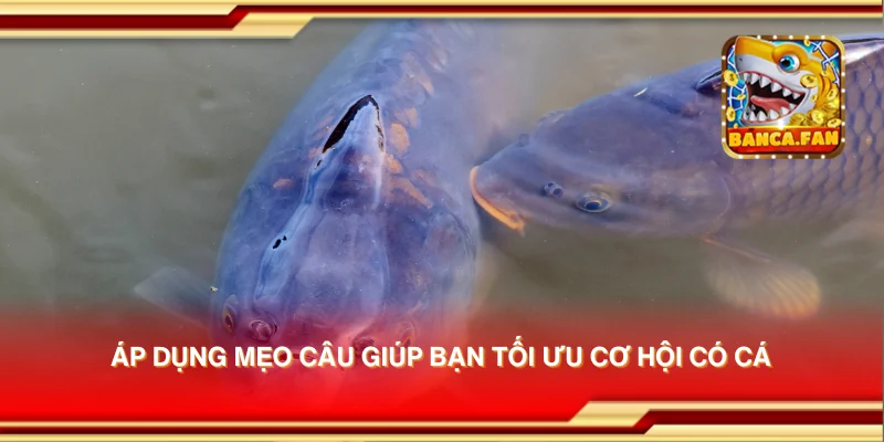 Áp dụng mẹo câu giúp bạn tối ưu cơ hội có cá